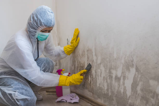 Mold Removal Process in Little Silver, NJ