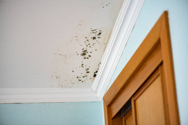 Best Best Mold Removal Companies  in Little Silver, NJ