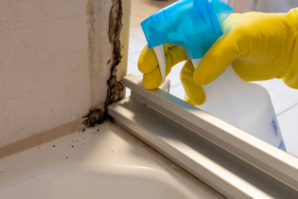 Best Mold Removal Process  in Little Silver, NJ