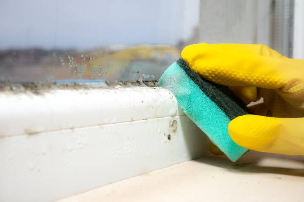 Best Fast Mold Removal  in Little Silver, NJ