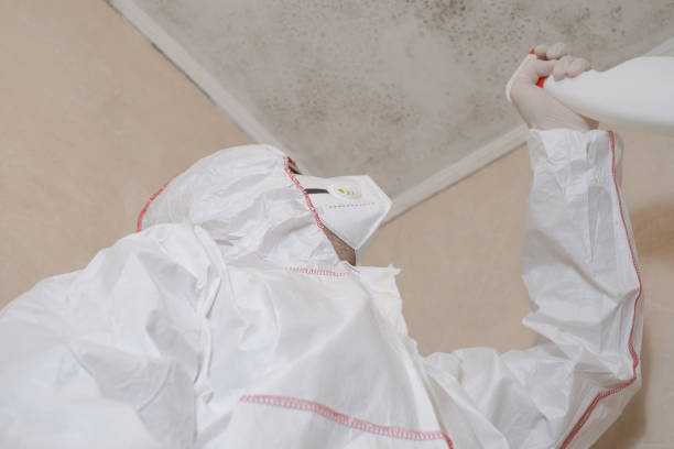 Best Residential Mold Removal  in Little Silver, NJ
