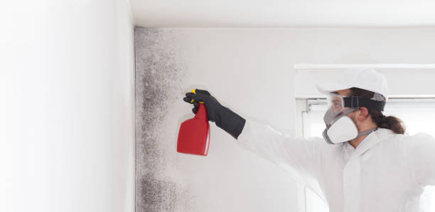 Best Local Mold Removal Service  in Little Silver, NJ