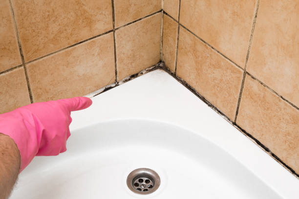 Best Mold Cleaning Services  in Little Silver, NJ