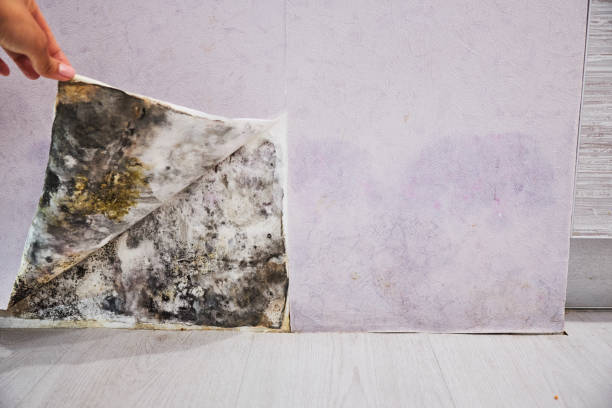 Best Professional Mold Removal  in Little Silver, NJ